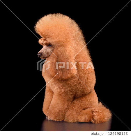 Beautiful apricot poodle 124198138