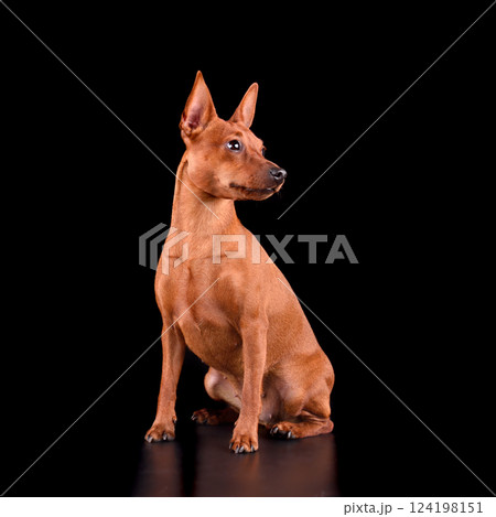 Sitting Miniature Pinscher 124198151