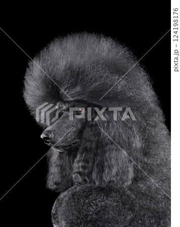 Beautiful black poodle 124198176