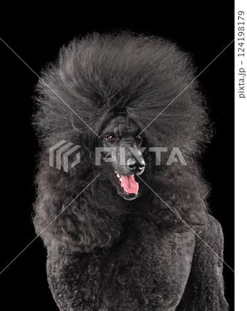 Close-up portrait of beautiful black poodle Close-up portrait of beautiful black poodle 124198179