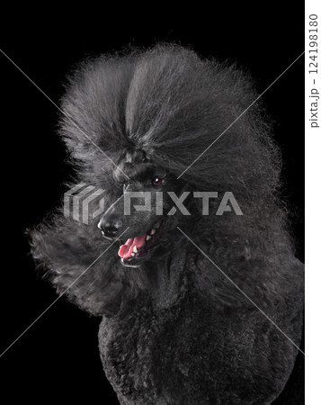 Black poodle with blowing hair 124198180