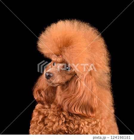 Portrait of apricot toy poodle Portrait of apricot toy poodle 124198181
