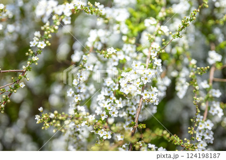 ユキヤナギの花 小さい花 白い花 春の花 ユキヤナギの花 小さい花 白い花 春の花 124198187