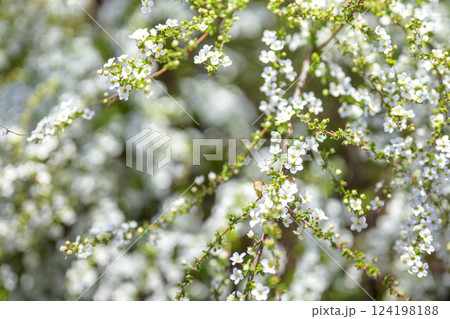 ユキヤナギの花 小さい花 白い花 春の花 ユキヤナギの花 小さい花 白い花 春の花 124198188