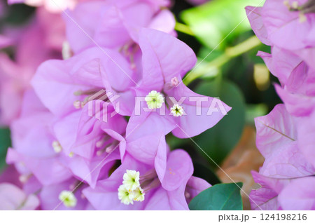 Bougainvillea or paper flower ,purple paper flower or purper flower or violet flower 124198216