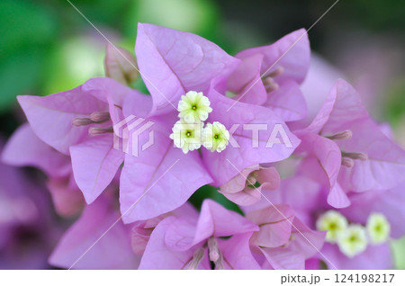 Bougainvillea or paper flower ,purple paper flower or purper flower or violet flower 124198217