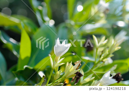 Cerbera Odollam Gaertn or Apocynaceae or Cerbera odollam Gaertn or Grey milkwood or Pong pong tree or Sea mango or Suicide tree with white flower Cerbera Odollam Gaertn or Apocynaceae or Cerbera odollam Gaertn or Grey milkwood or Pong pong tree or Sea mango or Suicide tree with white flower 124198218