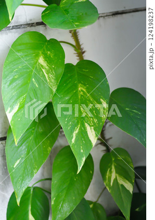 Epipremnum, Epipremnum Pinnatum Variegata or Epipremnum pinnatum variegated albo 124198237