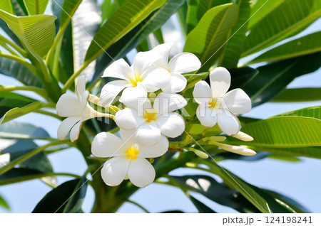 frangipani, frangipani flower or pagoda tree or temple tree with fowers 124198241