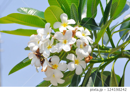 frangipani, frangipani flower or pagoda tree or temple tree with fowers 124198242