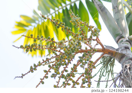Areca palm or seed of Areca catechu L or ARECACEAE or seed of Areca palm and sky Areca palm or seed of Areca catechu L or ARECACEAE or seed of Areca palm and sky 124198244