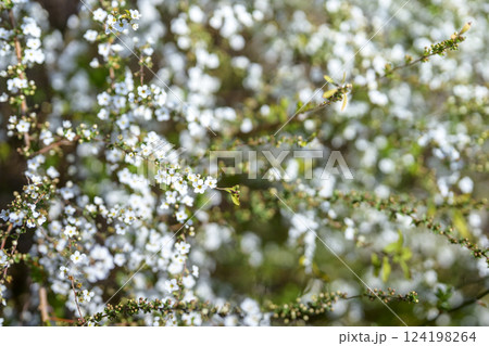 ユキヤナギの花 小さい花 白い花 春の花 124198264
