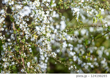 ユキヤナギの花 小さい花 白い花 春の花 124198265