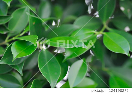 banyan tree or Ficus annulata or ficus bengalensis banyan tree or Ficus annulata or ficus bengalensis 124198273