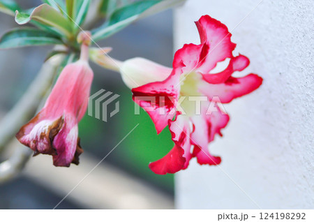 Adenium obesum ,  Desert rose or Mock Azalea or Pink bignonia or Impala lily or APOCYNACEAE or red flower 124198292