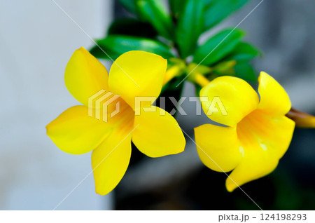 Allamanda cathartica L , Golden trumpet or Allamanda or APOCYNACEAE Allamanda cathartica L , Golden trumpet or Allamanda or APOCYNACEAE 124198293