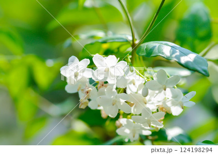 Water jasmine or  Wrightia religiosa Benth or apocynaceae, Echites religiosus or Wrightia religiosa 124198294