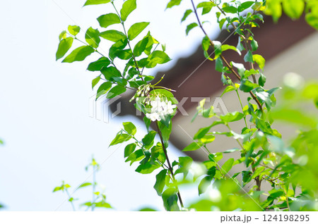 Water jasmine or Wrightia religiosa Benth or apocynaceae, Echites religiosus or Wrightia religiosa Water jasmine or Wrightia religiosa Benth or apocynaceae, Echites religiosus or Wrightia religiosa 124198295