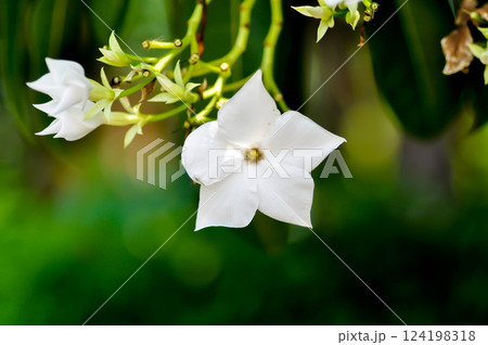 Cerbera Odollam Gaertn or Apocynaceae or pong pong and flowers 124198318