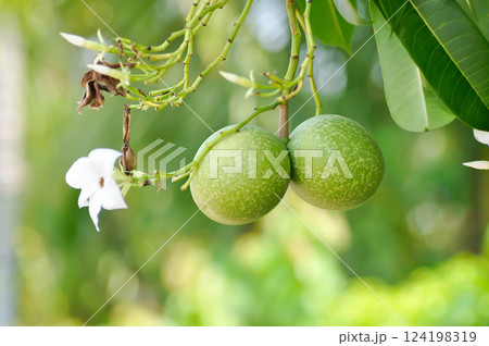 Cerbera Odollam Gaertn or Apocynaceae or pong pong and flowers and seed Cerbera Odollam Gaertn or Apocynaceae or pong pong and flowers and seed 124198319