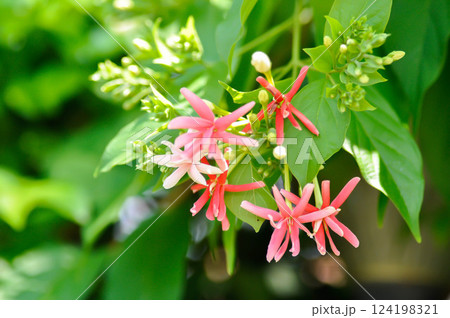Rangoon Creeper, Chinese honey Suckle or Drunken sailor or Combretum indicum plant or pink flower 124198321