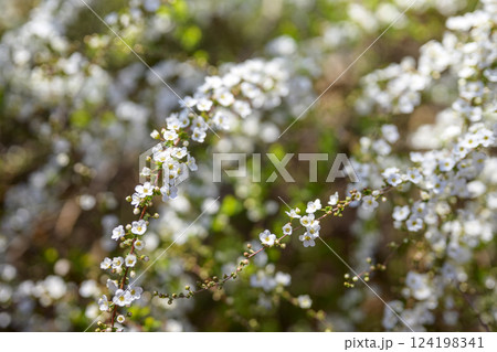ユキヤナギの花 小さい花 白い花 春の花 ユキヤナギの花 小さい花 白い花 春の花 124198341