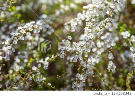 ユキヤナギの花 小さい花 白い花 春の花 ユキヤナギの花 小さい花 白い花 春の花 124198342