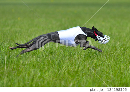 Black whippet running Black whippet running 124198396