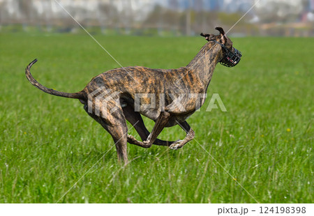 Greyhound racing in lure coursing Greyhound racing in lure coursing 124198398