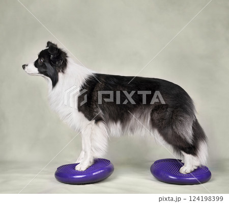 Dog fitness trainig on a sports equipment Dog fitness trainig on a sports equipment 124198399
