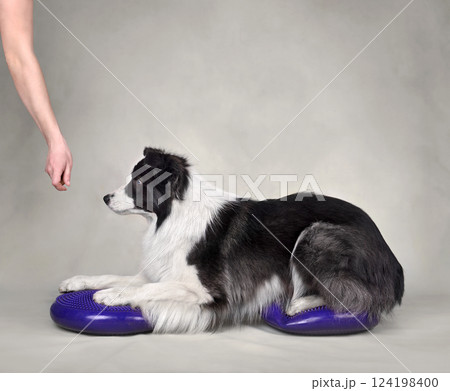 Trainig with dog on a balance discs 124198400