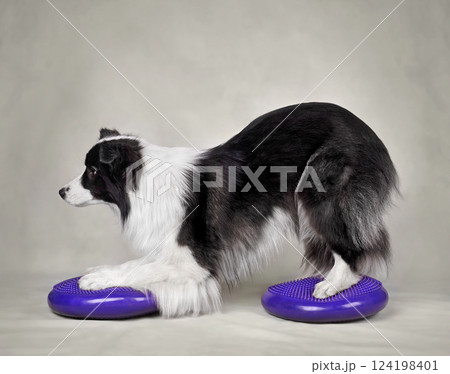 Dog fitness trainig 124198401