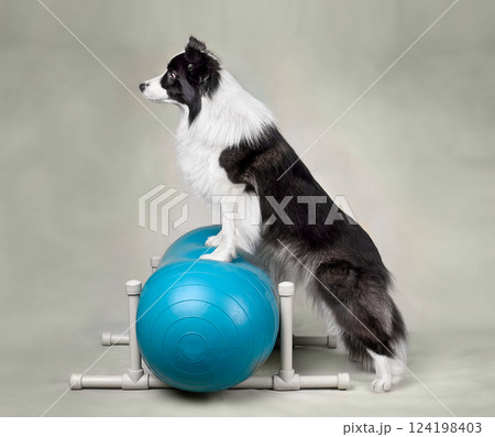 Dog fitness trainig on a sports ball peanut Dog fitness trainig on a sports ball peanut 124198403