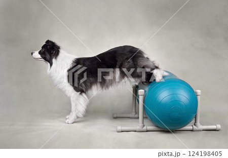 Dog fitness trainig on a sports ball 124198405