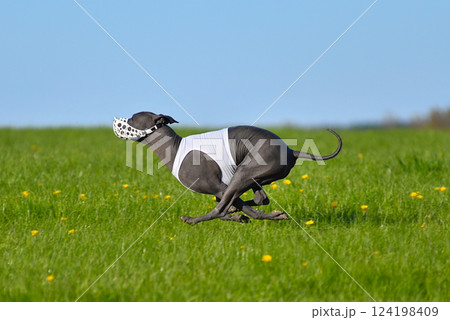 Mexican Hairless Dog racing in lure coursing Mexican Hairless Dog racing in lure coursing 124198409