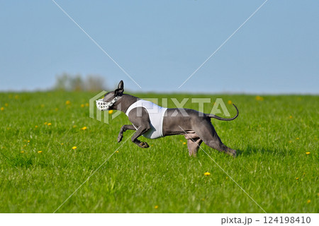 Standart size Xoloitzcuintli pursues bait in the field Standart size Xoloitzcuintli pursues bait in the field 124198410
