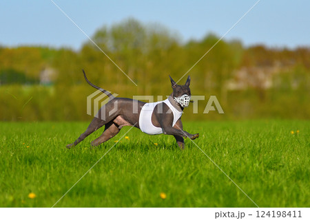 Mexican Hairless Dog running lure coursing Mexican Hairless Dog running lure coursing 124198411