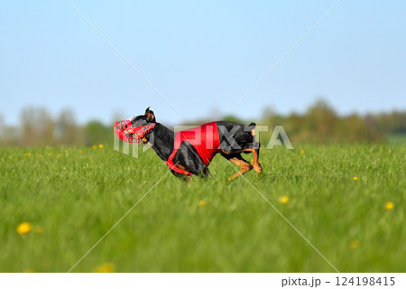 German Pinscher dog running coursing 124198415
