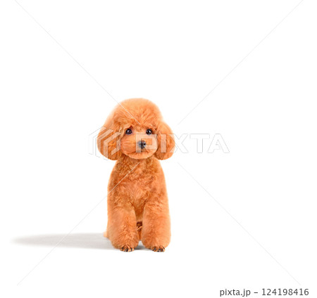 Sitting cute toy poodle Sitting cute toy poodle 124198416