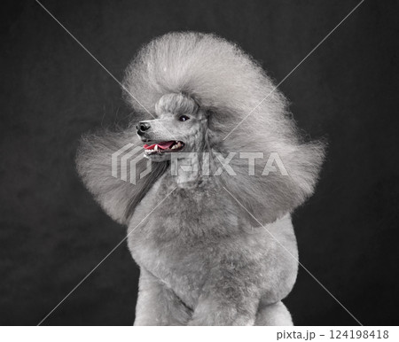 Sitting silver toy poodle Sitting silver toy poodle 124198418