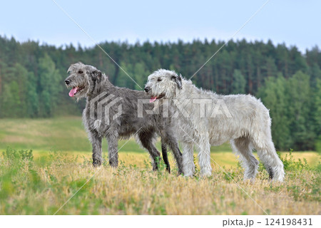 Irish wolfhound dogs 124198431