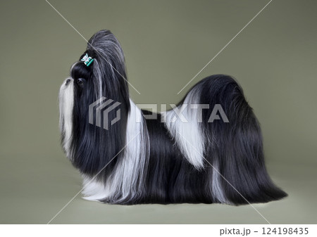 Black and white Shih Tzu dog Black and white Shih Tzu dog 124198435
