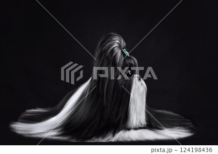 Beautiful black and white Shih Tzu dog 124198436
