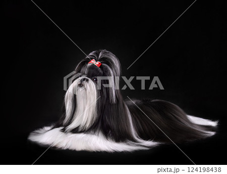 Show class black and white Shih Tzu dog Show class black and white Shih Tzu dog 124198438