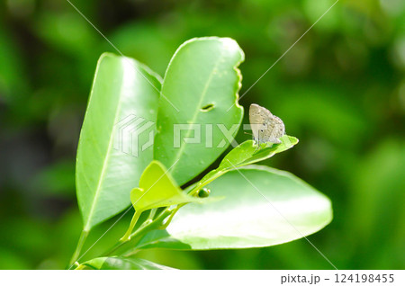 buttle fly or Lepidoptera on the orange leaf 124198455