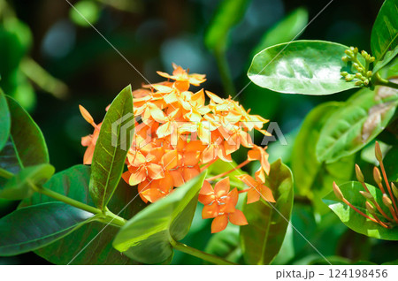 Ixora chinensis Lamk, Ixora spp or Zephyranthes or West Indian Jasmine and orange flower 124198456