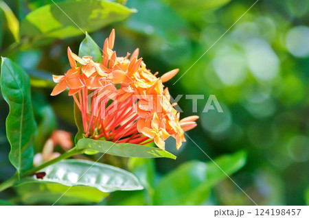 Ixora chinensis Lamk, Ixora spp or Zephyranthes or West Indian Jasmine and orange flower 124198457