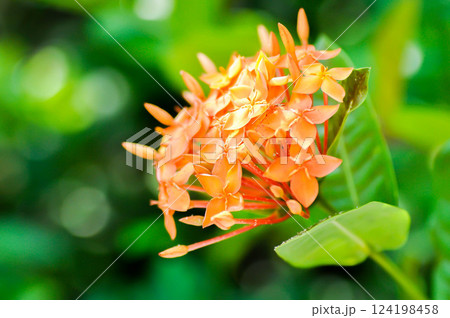 Ixora chinensis Lamk, Ixora spp or Zephyranthes or West Indian Jasmine and orange flower 124198458