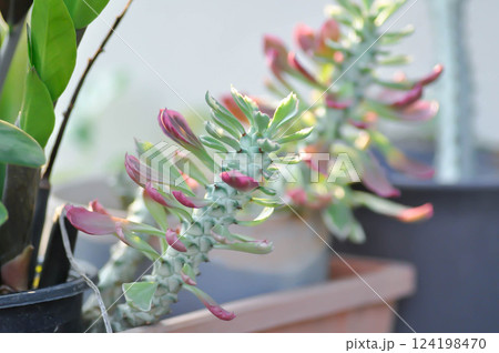 Monadenium, Euphorbia ritchiei or EUPHORBIACEAE or the Monadenium or bicolor Euphorbia or pink Euphorbia Monadenium, Euphorbia ritchiei or EUPHORBIACEAE or the Monadenium or bicolor Euphorbia or pink Euphorbia 124198470