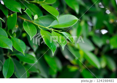 banyan tree or Ficus annulata or ficus bengalensis 124198481